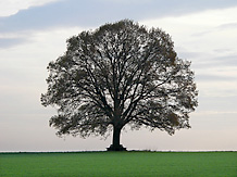 Ein Baum mit weit ausladender Krone als Silhouette im Vorabendlicht